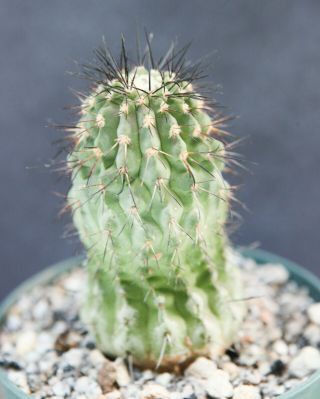 Copiapoa Pepiniana Var.  Fiedleriana Zj151 W/ Pup Rare Old Specimen Cactus Chile
