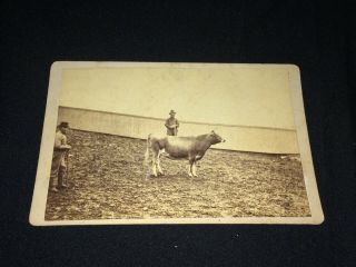 " Bearded Farmer With Cow " Antique Photo Black & White Agriculture/farm Boston
