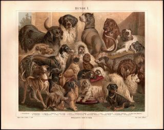 1887 Antique Print Of European Dogs - German Chromolithograph