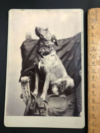 M Antique 1800s Begging Border Terrier Dog B&w Photo Portrait Cabinet Card