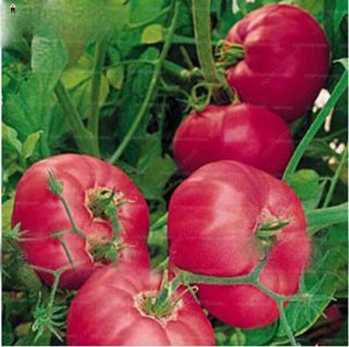 100pcs Rare Tomato Bonsai Seeds Organic Heirloom Plants Vegetables Perennial Non