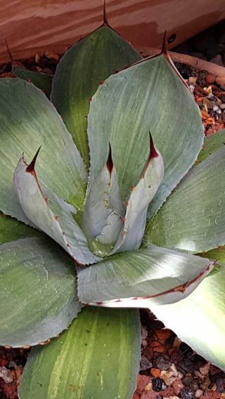 Exclusive Plant Very Rarely Offered Agave Parryi Ssp.  Truncata " Sunset "