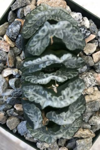 Rare Succulent Haworthia Truncata With Great Leaf Patterns