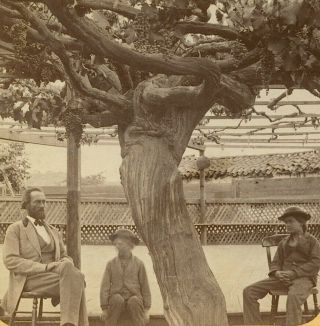 1876 Philadelphia Centennial Scene Mammoth Grape Vine By Carver Rare Series