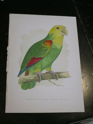 Amazon - Parrots In Captivity Ca: 1880,  Double Fronted Amazon