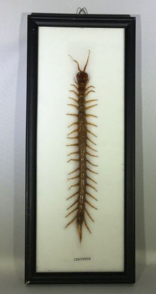 Very Rare Real Giant Centipede Taxidermy Insect Display In Frame Collectible