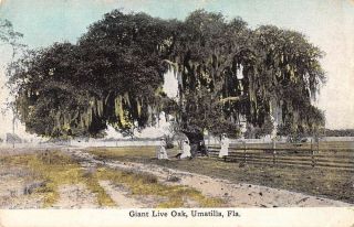 Umatilla Florida Birds Eye View Giant Live Oak Antique Pc Zc548690