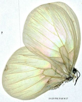 Insect Butterfly Lycaenidae Pseudopontia Paradoxa - Very Rare 529 Pse Par M 27