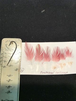 Pompadour Cotinga Feathers Salmon Fly Tying Flies Rare