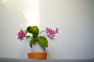 Phalaenopsis Lueddemanniana Rare Orchid Species Phal Keiki Seedling Fragrant
