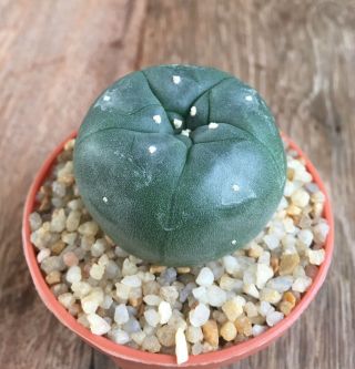 Astrophytum " Diffusa X Koehresii " Grow From Seedling Size4.  3cm Rare Cactus