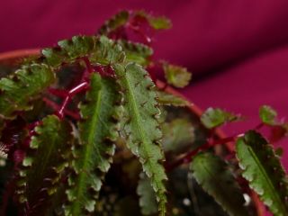 Begonia Plant Pteridiformis Red Rare Terrarium Plant 4 " Pot