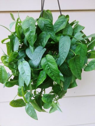 Rare Pothos Epipremnum Pinnatum ‘cebu Blue’ 3 Cuttings House Plant