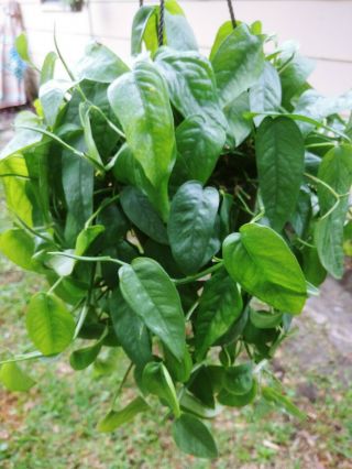 Rare Pothos Epipremnum pinnatum ‘Cebu Blue’ 3 Cuttings House plant 3
