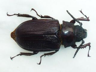 Very Rare Prioninae Cantharocnemis Pilicipennis Male Huge 45mm,  Cameroon
