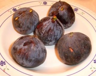 4 Rarely Offered Malta Black Fig Tree Cuttings