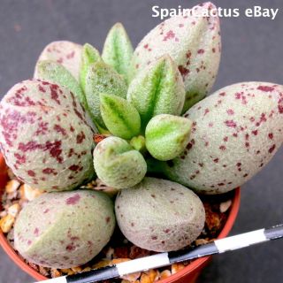 Adromischus Marianiae Var Alveolatus “pa 2027” Rare Succulent Plant 13/10