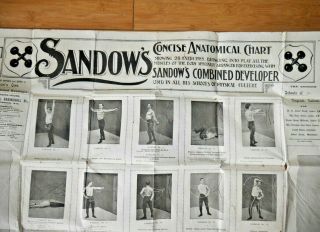 Eugene Sandow ' s Concise Anatomical Wall Chart C.  1900 Bodybuilding Rare E402 2
