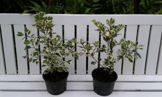 2 Ficus Triangularis Variegata Rare House Plants,  1.  5ft High,  Size 6 " Pot
