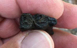 Rare 3 - Toed Horse Tooth Nannippus Aztecus Florida Mammal Miocene