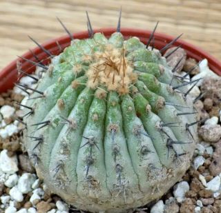 20.  Copiapoa Columna Alba 6,  5cm Flower In Own Root Rare Cactus