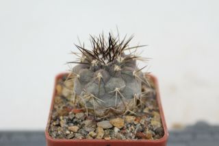 Copiapoa Cinerea Rcp30 Rare Cactus サボテン Kaktus Kakteen กระบองเพชร Astrophytum