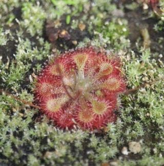 Rare Drosera Roraimae South American Sundew Carnivorous Plant