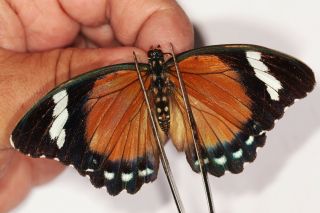 Nymphalidae Euphaedra Rattrayi Pair Rare From Uganda