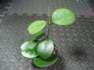 Hoya Obviata Plant 3.  5 