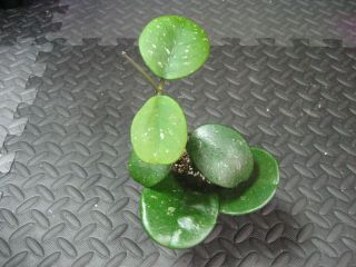 Hoya Obviata Plant 3.  5 