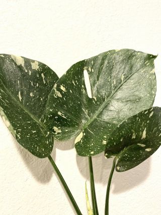 Large Fully Rooted Variegated Monstera Thai Constellation rare Aroid 2