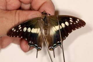 Nymphalidae Charaxes Achamennes Monticola Pair Rare From Uganda