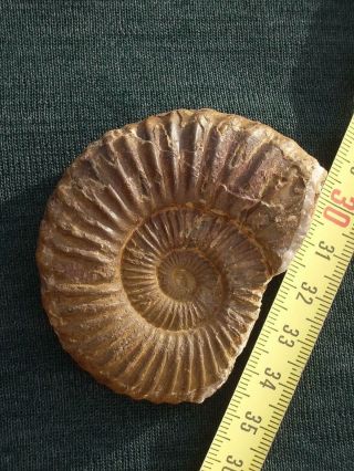 Very Rare Ammonite Storthoceras Extracostatum Hettangian Jurassic