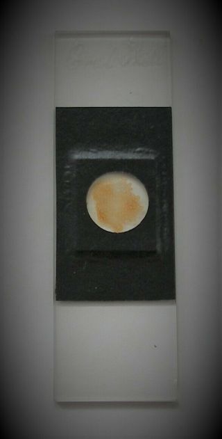 Antique MICROSCOPE SLIDE of CRAB SHELL by Pritchard ? 3