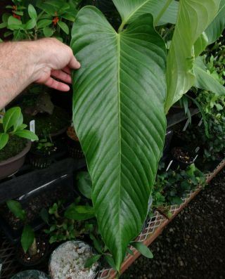 Anthurium Nervatum,  Rare Giant Leaf Panamanian Cloud Forest Pendant Aroid