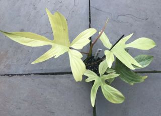 Rare Philodendron Florida Ghost Collectors Large Plant