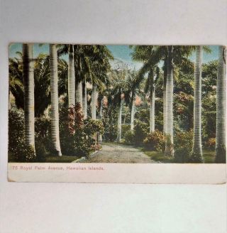 Antique Private Mailing Postcard View Of Royal Palm Ave.  Hawaii Hawaiian Islands