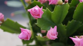 Rare Cultivar Pink Rose Schlumbergera Truncata Christmas Cactus