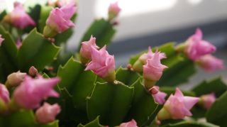 Rare Cultivar Pink Rose schlumbergera truncata Christmas Cactus 2