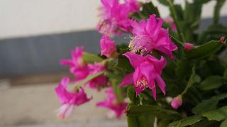 Rare Cultivar Pink Rose schlumbergera truncata Christmas Cactus 3