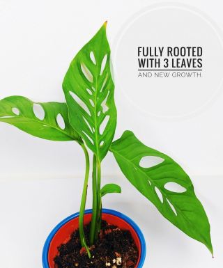 Monstera Adansonii Plant 4” Pot Rare Aroid Narrow Form.  Fully Rooted.