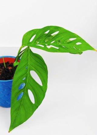 Monstera Adansonii Plant 4” Pot Rare Aroid Narrow form.  Fully rooted. 2