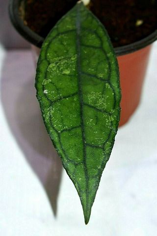 Very Rare Hoya Ah 029 Leaves