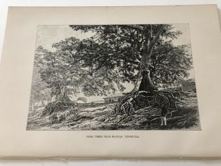 Antique C1895 Print View Of Ceiba Trees Near Bolivar Venezuela 82319