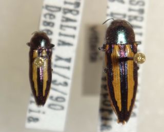 Rare Castiarina Vittata Pair Australia E Jewel Beetle Insect Buprestid Calodema