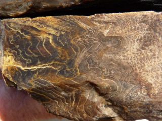 Rimrock: 4 Lbs Rare Cow Valley Agatized Petrified Herringbone Wood Rough