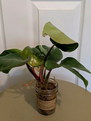 Philodendron White Knight Rare Aroid Full Large Plant