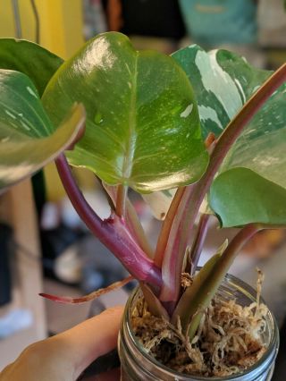 Philodendron White Knight Rare Aroid Full Large Plant 3