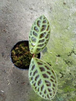 Ardisia Sp Turtle Back.  Very Rare Offered.