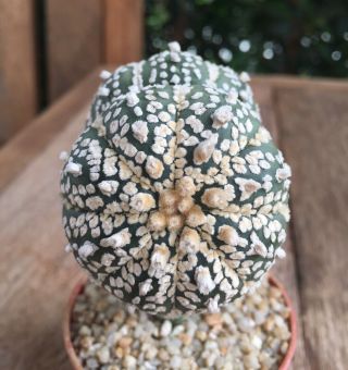 Astrophytum Asterias " Superkabuto V - Type " Twin - Head On Pereskiopsis Rare Cactus